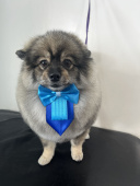 Pet Comfy Estética Animal - São Mateus do Sul 