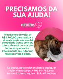 Clinica Veterinária E Pet Shop Fofuchos