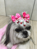 Clínica Veterinária São Francisco - Veterinário Rodrigo Sá 