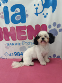 Pet Shop Tia Jheni Agro Pet Banho E Tosa